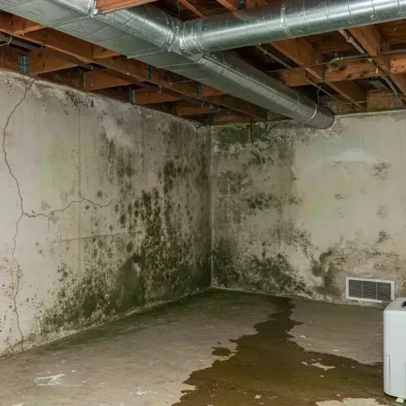 Professional Mold Removal in Opelika, AL